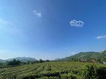 mảnh đất full chè đẹp như sân bay đúng 1 bìa cây lâu năm-có 200m2 bám đường-view núi đồi thoáng mát