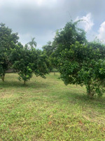 cực phẩm vân hòa 1.779m view hồ & núi ba vì giá chỉ nhỉnh 4tr/m!