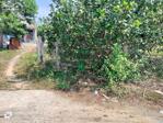 Bán vườn bưởi Khánh Nam sẵn thổ cư gần Tỉnh Lộ 8B