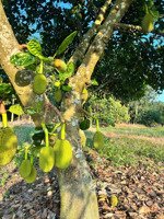 chủ cần tiền bán lỗ 1200m2 đất vườn mít ngang 30m giá 630tr tại tphcm