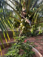 bán 850m lô đẹp mặt tiền đường trần bình trọng, thiện nghiệp cạnh sungroup mũi né