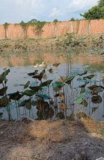 bán 1 hecta trang trại, khu nghỉ dưỡng đ.tỉnh lộ 853, châu thành, đồng tháp, 4,5 tỷ