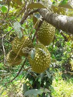 bán 5 lô đất thổ cư nằm trong khu dân cư hiện hữu, vị trí ngay khu vực ngã tư dầu giây sổ sẵn