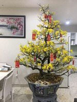 chủ nhà bán căn góc cc the useful q.tb. dt 60m2 2p. giá 2,1 tỷ. lh 