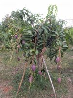 chưa tới 1 tỷ sở hữu ngay vườn nhà đồi view thung lũng gần hồ trị an