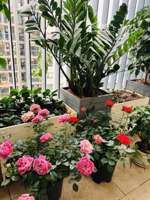 chcc 3pn chung cư báo nhân dân lô góc 95,6m bán gấp