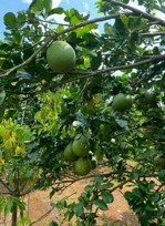 cơ hội vàng! 3 lô đất liền kề phú tân định quán giá sốc 499tr bao phí mua nhanh kẻo lỡ