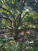 chị gái cần bán lại vườn cây ăn trái lâu năm ngay kcn long khánh