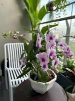 chính chủ cần bán nhanh căn 2n+ 63m2 sẵn sổ siêu vip nội thất sang trọng tại masteri west heights