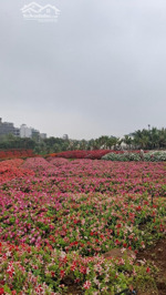 bán mảnh đất vàng còn sót lại đường thung lũng hoa tây hồ, âu cơ, 838m2, mặt tiền 22m, 145 tỷ