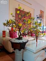 Cho thuê chung cư Khang Phú diện tích 74m , 2 phòng ngủ giá 9 triệu