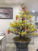 cần cho thuê căn góc chung cư thuận việt q.11. dt 70m2 2p, nt, giá 10tr. 