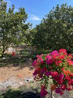 BÁN ĐẤT BÀU BÀNG - ĐẤT THỔ CƯ CÓ CÂY ĂN TRÁI TRÊN ĐẤT