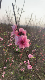 bán đất tại thôn cẩm cơ, 3,8 tỷ, 50 m2