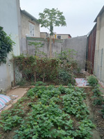 đi tắc đón đầu đi đầu cát lái, đất full thổ cư bán chính chủ