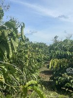 bán đất buôn hồ đắc lắc, 3500m2 sẵn 5 sổ đỏ, vườn cafe thu hoạch, dân cu, đường 30m, mặt tiền 230m