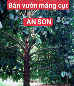 12x64m, đất vườn an sơn, 820m2 có sẵn 150m2 thổ cư, vườn măng cụt lái thiêu đang thu hoạch