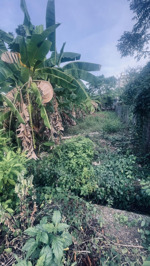 bán đất nền 298,6m2 chỉ với 2,1 tỷ tại đường số 8, xã nghĩa thành, châu đức, bà rịa vũng tàu