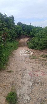 q66. bán rẫy diên điền diện tích lớn 7.358m2 - 560 triệu