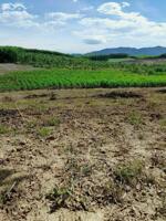 Cần bán lô đất cây lâu năm 1.227m² Xuân Đông, Diên Xuân, Diên Khánh, Khánh Hòa