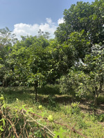 xuân quế cần bán vườn sầu riêng view suối nước chảy quanh năm