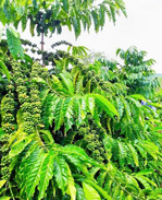 p. cư bao buôn hồ, đắk lắk cách đường tránh bh chỉ 700m chỉ 230