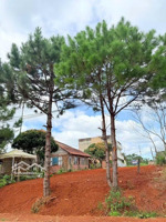 chính chủ bán nhanh lô đất trung tâm măng đen, view thung lũng cao thoáng, diện tích 300m2