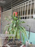 Bán nhà đất đường 18, hiệp bình chánh, thủ đức cách phạm văn đồng 500m, gần gigamall giá 4,4 tỷ Lh 0938677909 xem nhà