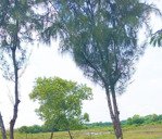 bán đất 1000m2 tại lương văn nho, thị trấn cần thạnh, cần giờ. giá: 20 triệu/m2