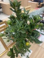 bán toà nhà văn phòng 400m2 x 11 tầng mặt phố xuân thuỷ cầu giấy 420 tỷ. o929 o bẩy hai 582.