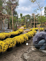 bán đất mặt tiền đỗ văn thi, phường trấn biên, khu dân cư hiện hữu, giá tốt