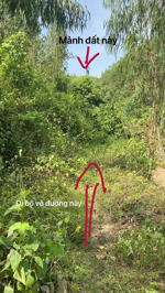 chủ ngộp - cần bán gấp lô đất rừng, hiện trạng trồng keo gần thời gian thu hoạch - thương lượng