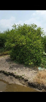 bán 1000m2 đất vườn gần chợ và ubnd xã thạnh lợi