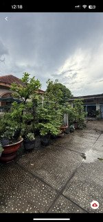 bán nhà đất thủ đức - linh xuân ngang 50m - dt: 1.515m2 (ngang 50 x dài 30) full thổ cư - đường 6m