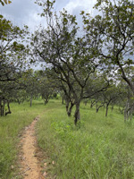 chính chủ bán 5ha giáp sông, trồng cafe hoặc sầu riêng cho thu nhập cao