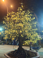 cho thuê phòng căn hộ dịch vụ
địa chỉ: 465/ nguyễn văn công, p3, gò vấp. giá 6,5 triệu. 