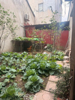 bán gấp đất tại phường việt hưng, quận long biên, hà nội, 5,25 tỷ, 40m2 giá ưu đãi