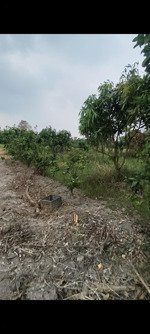 cần bán khu vườn trái cây đủ loại