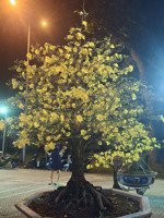 cho thuê nhà 175/ nguyễn văn công, phường 3, gò vấp. dt 68m2. giá 12 triệu/th. 