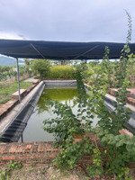 bán farm tại xã diên lâm cách nha trang 30 phút chạy xe