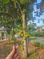 bán căn nhà vườn đẹp 229m2 đất ở toàn bộ xã hòa nhơn.