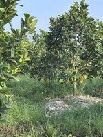 2.310m2 đất giá chỉ 590 triệu, tại ấp mỹ phát, xã đông thành, tỉnh tây ninh