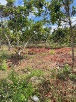 bán đất thổ cư bên ấp gia ui gần chợ xuân đà, thổ cư 100%, đường bê tông 4m