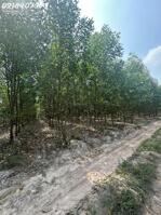 Bán gấp 1.800m2 tại Vĩnh Thanh, Nhơn Trạch, Đồng Nai, giá 2,2 triệu/m2