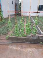 bán 52,8m2 cực khuôn đẹp. giáp đường di sản. giá đầu tư cực tốt. lô đất hiếm quanh khu. chỉ 2,45 tỷ