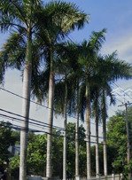 bán đất mặt tiền phố bàu lách, 2 tỷ, 266 m2, hàng hiếm tại uy tín, chủ cần bán gấp để về quê