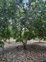 bán đất tại xã bảo bình, 2,8 tỷ, 5000 m2, đẹp, nhiều tiện ích