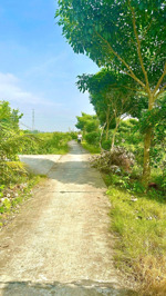 bán gấp đất 123.3m2 tại xã hướng thọ phú. công chứng ngay