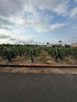 bán đất xã bông trang 10mx30m có 100m2 thổ cư, đường nhựa khu dân cư, đất đang trồng thanh long