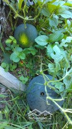 bán gấp đất vườn giáp suối, view thung lũng đón gió, gần hồ trị an, pháp lý chuẩn, 950tr